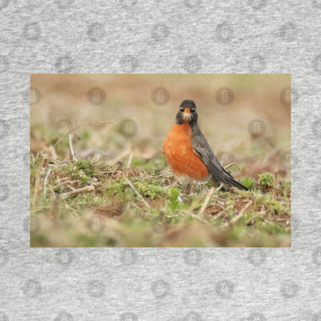 American Robin bird in an open field with out of focus foreground and background by BirdsnStuff