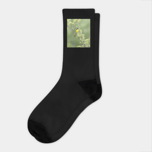 Common Yellowthroat bird with soft green out of focus background Socks