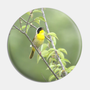 Common Yellowthroat bird with soft green out of focus background Pin