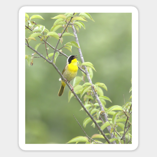 Common Yellowthroat bird with soft green out of focus background Magnet by BirdsnStuff