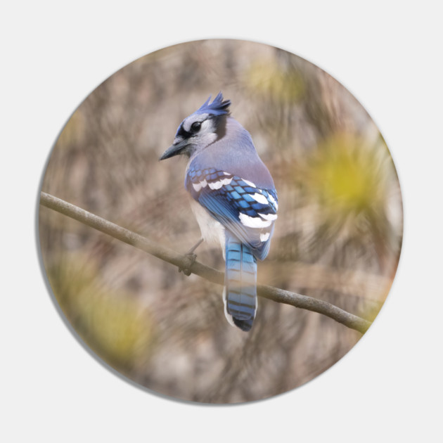 Blue Jay with brown and grey blurred background and green blurred leaves Pin by BirdsnStuff