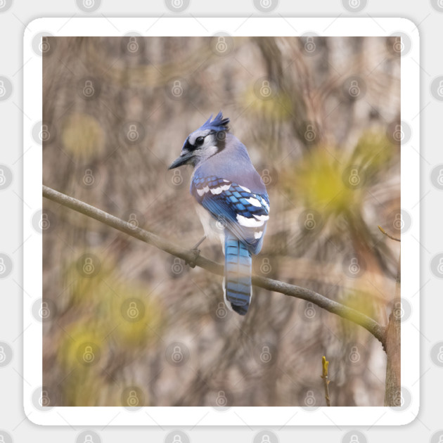 Blue Jay with brown and grey blurred background and green blurred leaves Sticker by BirdsnStuff