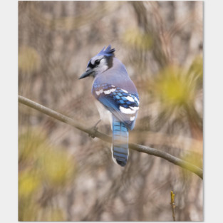 Blue Jay with brown and grey blurred background and green blurred leaves Posters and Art