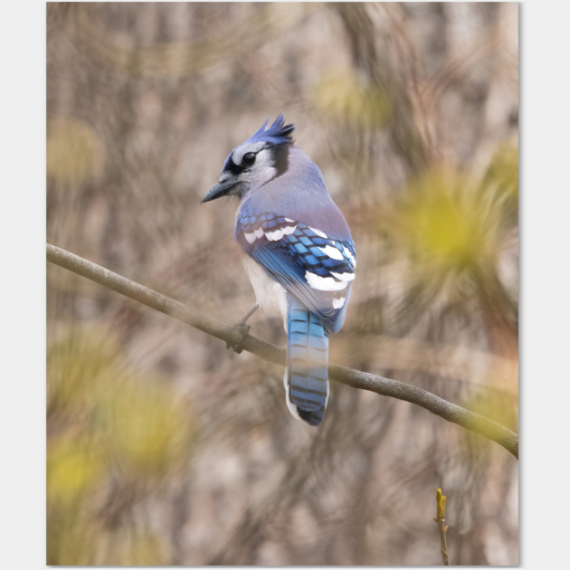 Blue Jay with brown and grey blurred background and green blurred leaves Wall Art by BirdsnStuff