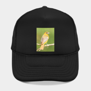 Baltimore Oriole bird with orange white feathers and green soft out of focus background Hat