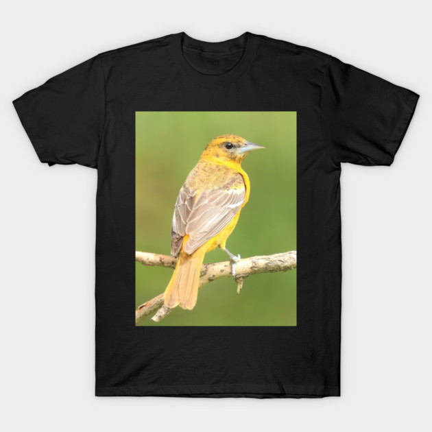 Baltimore Oriole bird with orange white feathers and green soft out of focus background T-Shirt by BirdsnStuff