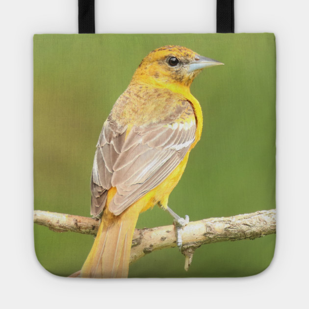 Baltimore Oriole bird with orange white feathers and green soft out of focus background Tote by BirdsnStuff
