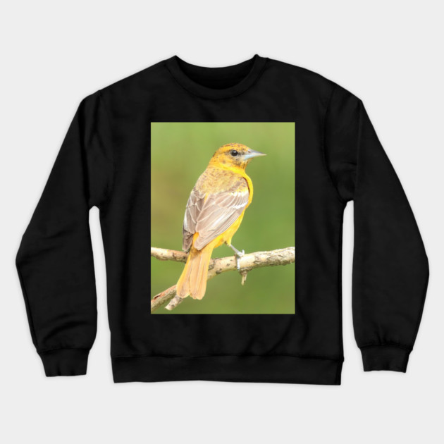 Baltimore Oriole bird with orange white feathers and green soft out of focus background Crewneck Sweatshirt by BirdsnStuff