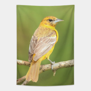 Baltimore Oriole bird with orange white feathers and green soft out of focus background Tapestry