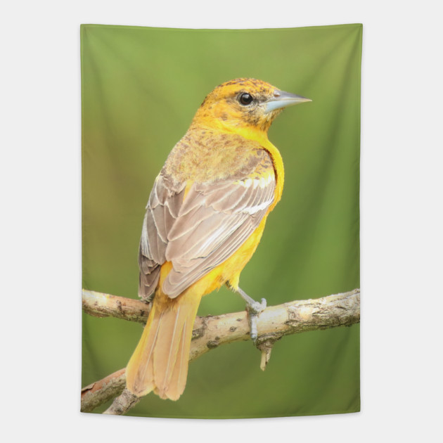 Baltimore Oriole bird with orange white feathers and green soft out of focus background Tapestry by BirdsnStuff