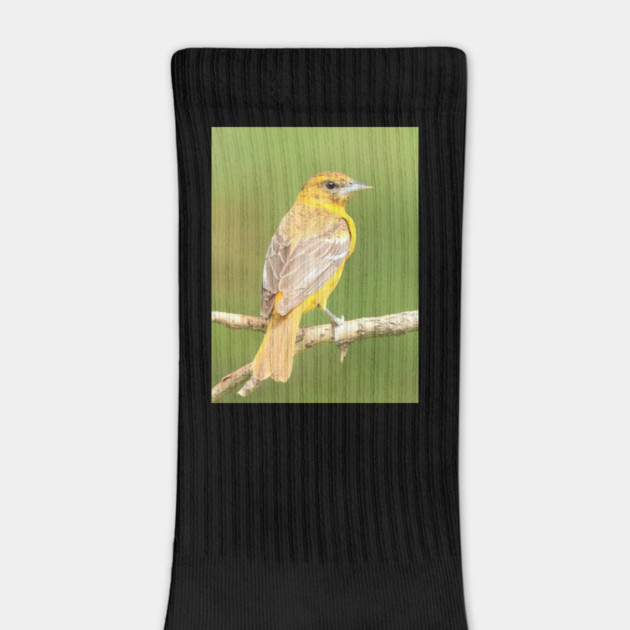 Baltimore Oriole bird with orange white feathers and green soft out of focus background by BirdsnStuff