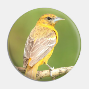 Baltimore Oriole bird with orange white feathers and green soft out of focus background Pin