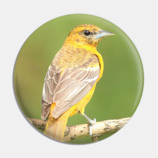 Baltimore Oriole bird with orange white feathers and green soft out of focus background Pin by BirdsnStuff