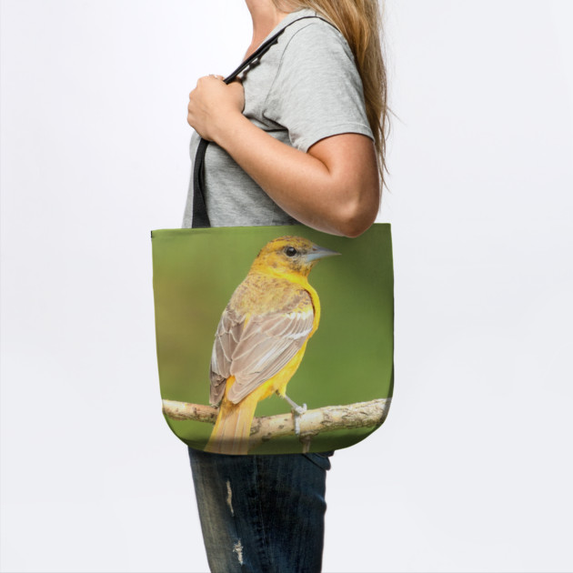 Baltimore Oriole bird with orange white feathers and green soft out of focus background by BirdsnStuff