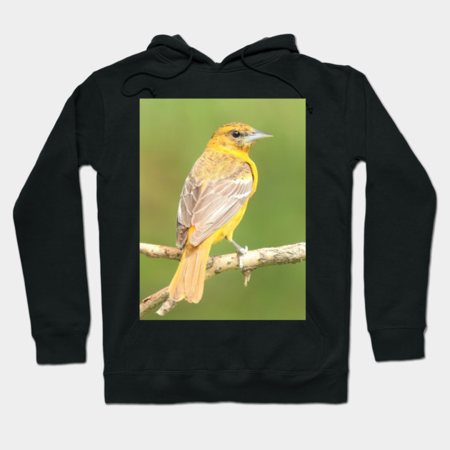 Baltimore Oriole bird with orange white feathers and green soft out of focus background Hoodie by BirdsnStuff