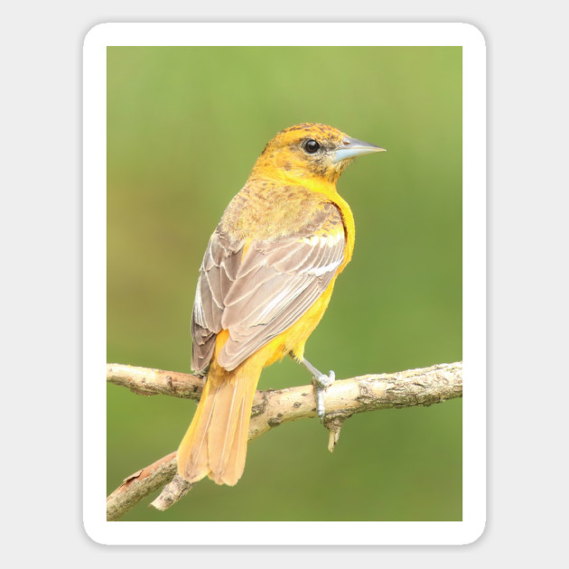 Baltimore Oriole bird with orange white feathers and green soft out of focus background Magnet by BirdsnStuff