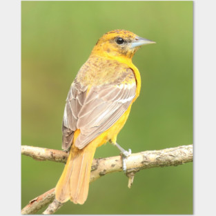 Baltimore Oriole bird with orange white feathers and green soft out of focus background Posters and Art