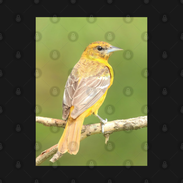 Baltimore Oriole bird with orange white feathers and green soft out of focus background by BirdsnStuff