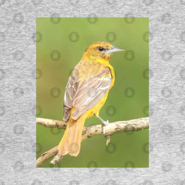 Baltimore Oriole bird with orange white feathers and green soft out of focus background by BirdsnStuff