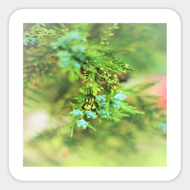 Fresh Greenery and Plant Life- Pine tree, plants, bokeh background Magnet by BirdsnStuff