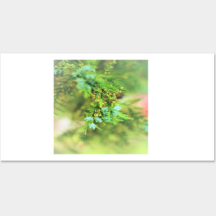 Fresh Greenery and Plant Life- Pine tree, plants, bokeh background Posters and Art
