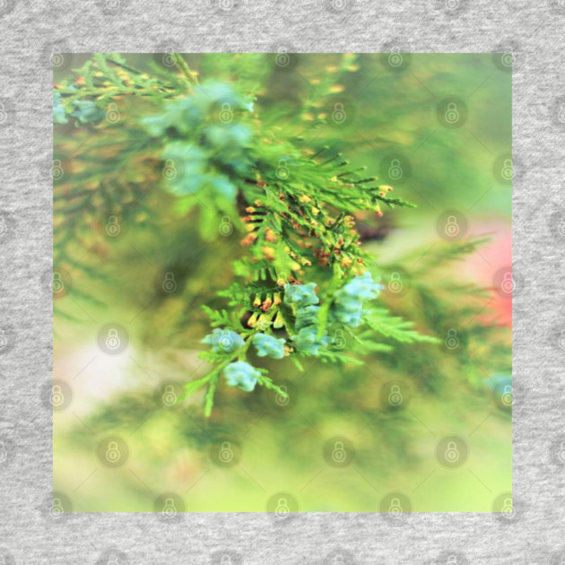 Fresh Greenery and Plant Life- Pine tree, plants, bokeh background by BirdsnStuff