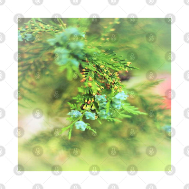 Fresh Greenery and Plant Life- Pine tree, plants, bokeh background by BirdsnStuff