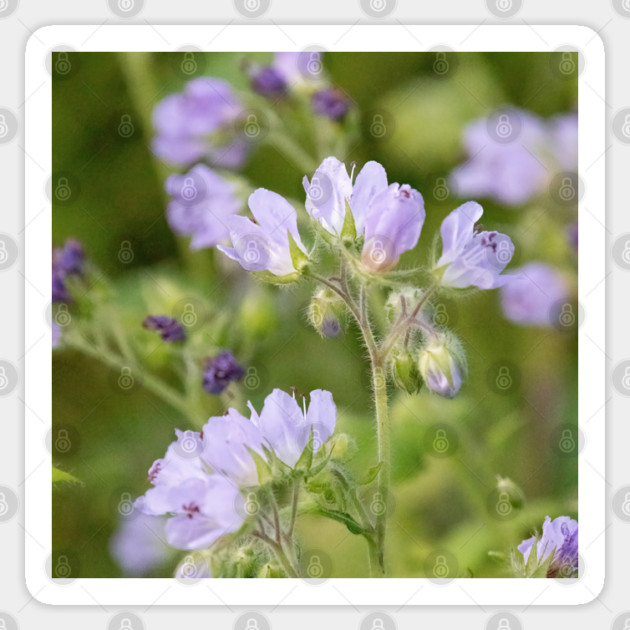 Purple, Spring, Flowers, wildflowers, nature Sticker by BirdsnStuff