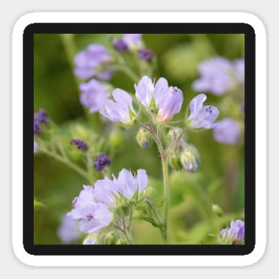 Purple, Spring, Flowers, wildflowers, nature Magnet