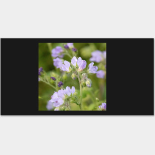 Purple, Spring, Flowers, wildflowers, nature Posters and Art