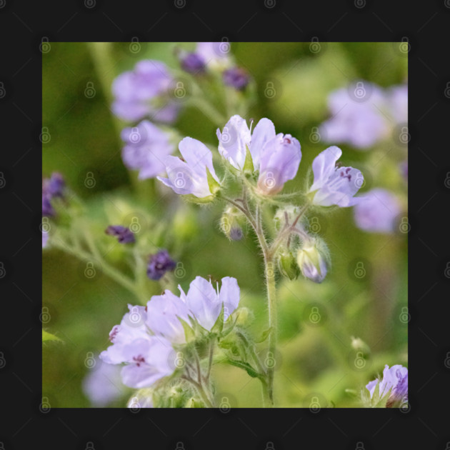 Purple, Spring, Flowers, wildflowers, nature by BirdsnStuff