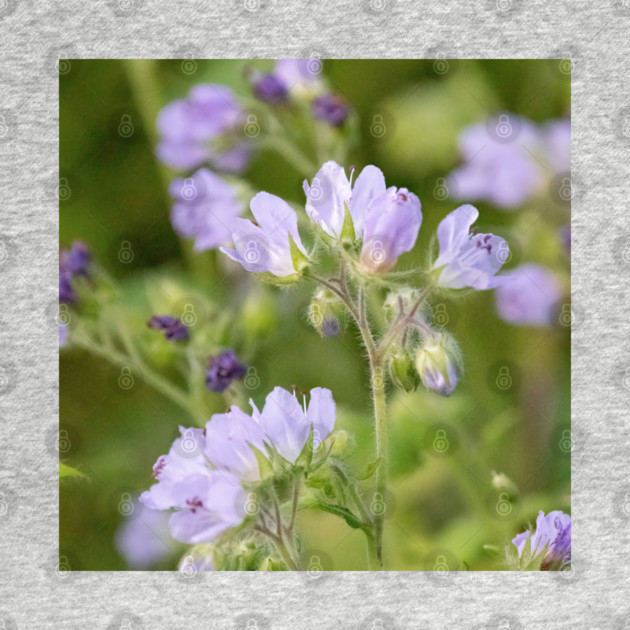 Purple, Spring, Flowers, wildflowers, nature by BirdsnStuff