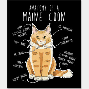 Maine Coon Cat Anatomy Posters and Art