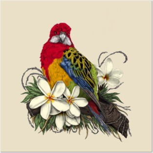 Eastern Rosella and Plumerias Posters and Art