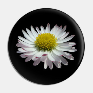 wonderful daisy flower, nature, daisies, Pin