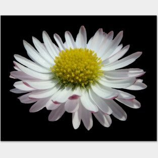 wonderful daisy flower, nature, daisies, Posters and Art