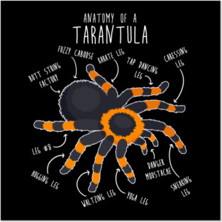 Tarantula Anatomy Posters and Art