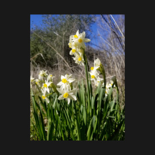 White and Yellow Daffodils Against a Blue California Spring Sky T-Shirt