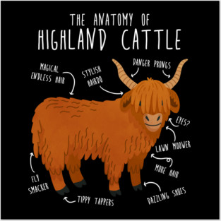 Highland Cow Anatomy Posters and Art