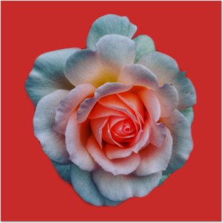 Favorite Rose Posters and Art