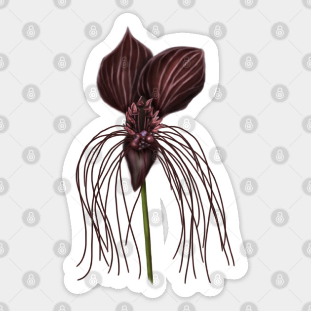 Bat Flower, Tacca chantrieri Sticker by H. R. Sinclair