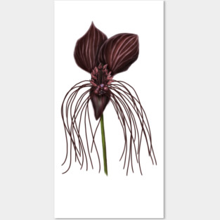 Bat Flower, Tacca chantrieri Posters and Art