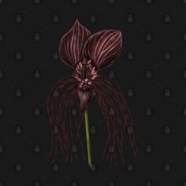 Bat Flower, Tacca chantrieri by H. R. Sinclair