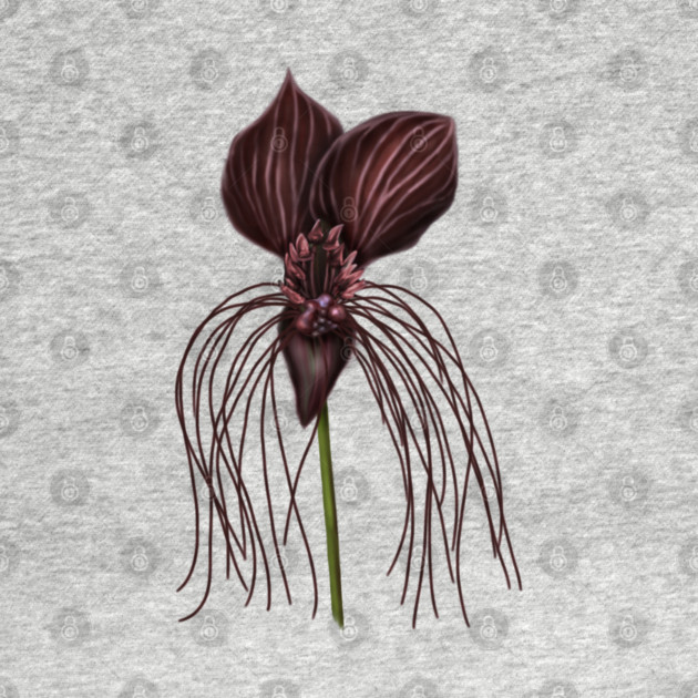 Bat Flower, Tacca chantrieri by H. R. Sinclair