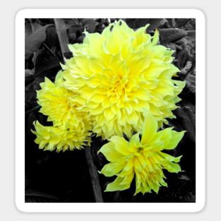 Giant Yellow Dahlia Sticker
