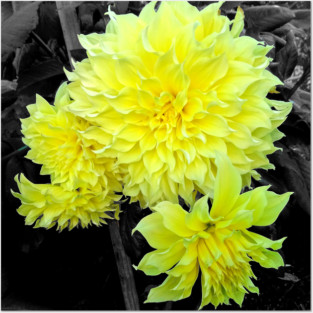 Giant Yellow Dahlia Posters and Art