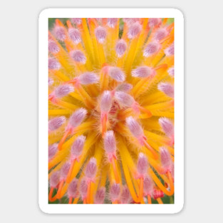 Pink and Orange Pincushion Proteaceae Sticker