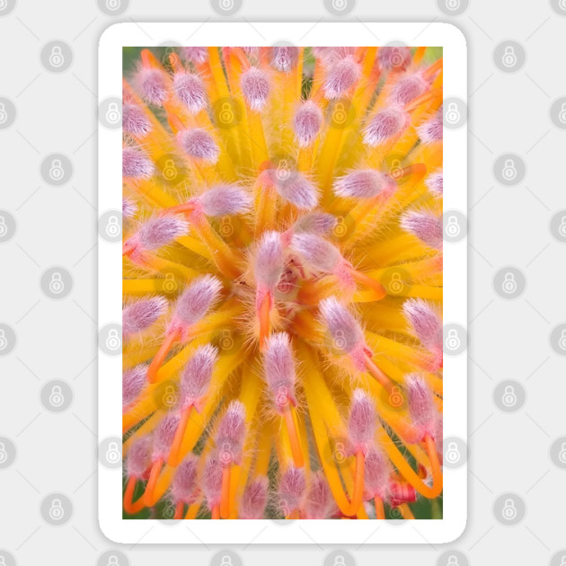 Pink and Orange Pincushion Proteaceae Sticker by H. R. Sinclair