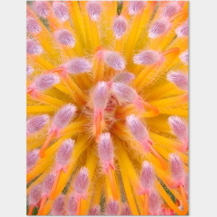 Pink and Orange Pincushion Proteaceae Posters and Art
