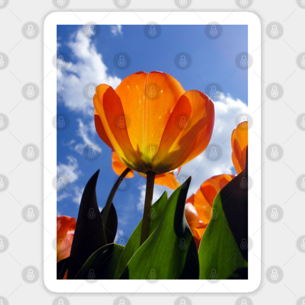Orange Tulip, Blue Sky Sticker by H. R. Sinclair